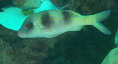 Parupeneus crassilabris