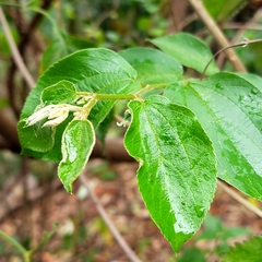 Celtis iguanaea