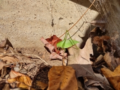 Amblycorypha