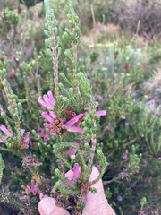 Erica verticillata