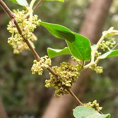 Celtis iguanaea