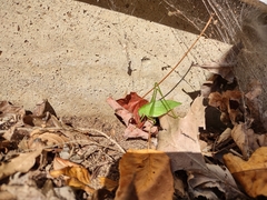 Amblycorypha