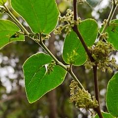 Celtis iguanaea