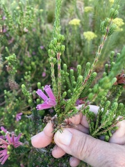 Erica verticillata