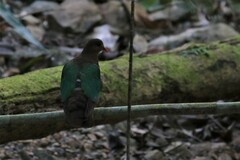 Chalcophaps longirostris