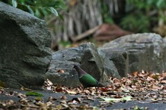 Chalcophaps longirostris