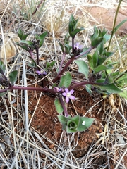 Raphionacme hirsuta