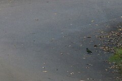 Chalcophaps longirostris