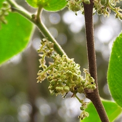 Celtis iguanaea