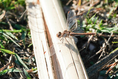 Sympetrum striolatum