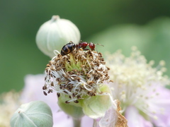 Camponotus lateralis