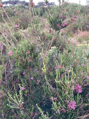 Erica verticillata