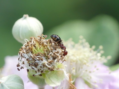 Camponotus lateralis
