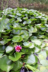 Nymphaea × marliacea