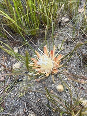 Protea scorzonerifolia