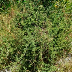 Asparagus rubicundus