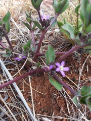 Raphionacme hirsuta