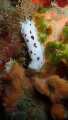 Aphelodoris sp-a