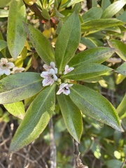 Myoporum laetum