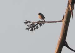 Saxicola rubicola