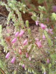Erica garciae