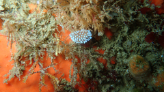 Antiopella capensis