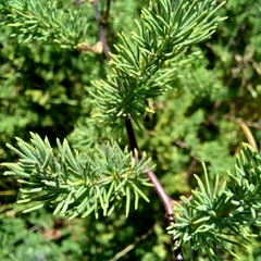 Asparagus rubicundus