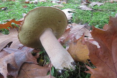 Boletus edulis