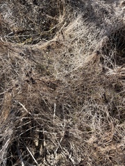 Cuscuta californica