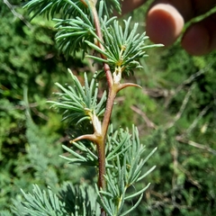 Asparagus rubicundus