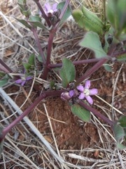 Raphionacme hirsuta
