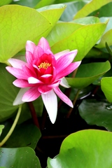 Nymphaea × marliacea