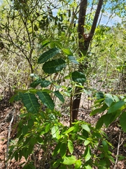 Comocladia platyphylla