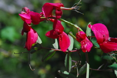 Lathyrus splendens