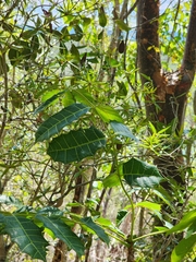Comocladia platyphylla