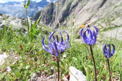 Phyteuma hemisphaericum