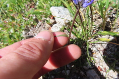 Phyteuma hemisphaericum