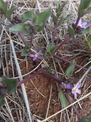 Raphionacme hirsuta