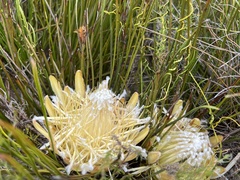 Protea scorzonerifolia