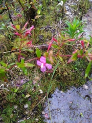 Arthrostemma ciliatum