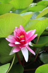 Nymphaea × marliacea