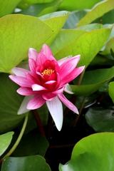 Nymphaea × marliacea