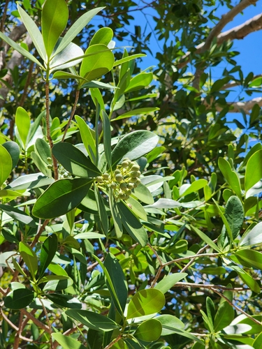 Image of Pepper Cinnamon (Canella winterana) by (c) Étienne Léveillé-Bourret, some rights reserved (CC BY)
