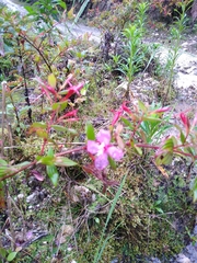 Arthrostemma ciliatum