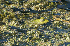 Pelophylax ridibundus