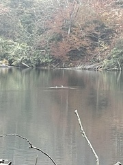 Podilymbus podiceps