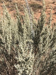 Artemisia filifolia