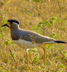 Vanellus malabaricus