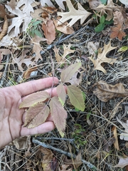 Zizia aurea