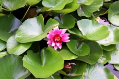 Nymphaea × marliacea